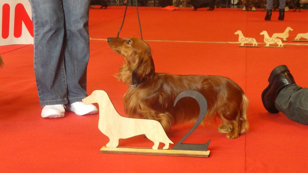 Chiots Lawranshome (Standard)