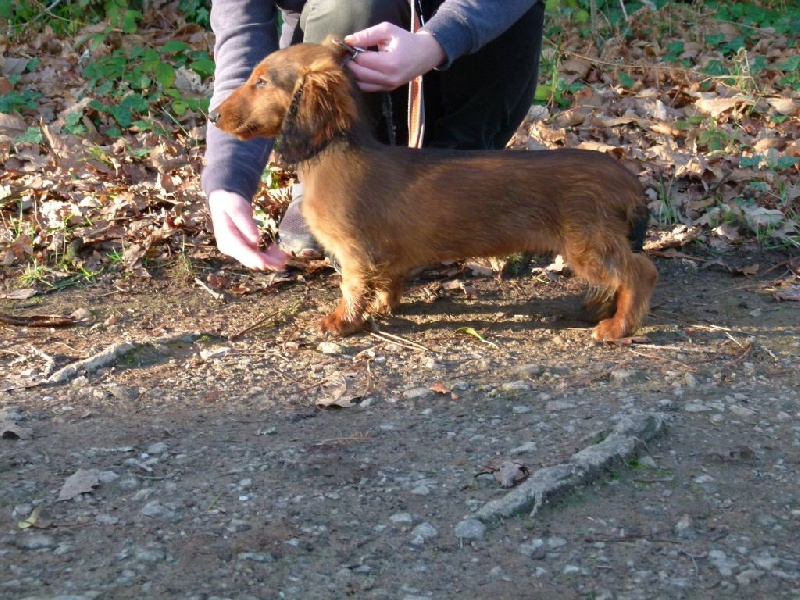 Chiots H'Aryona X Gradus nés le 24 Sep. 2015