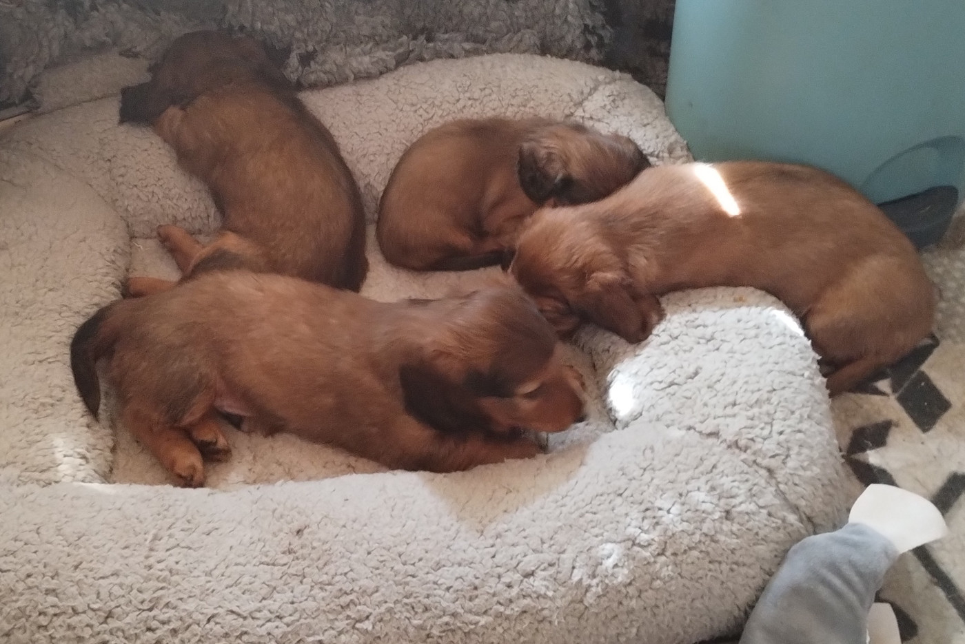 Chiot Teckel poil long Von lawranshome