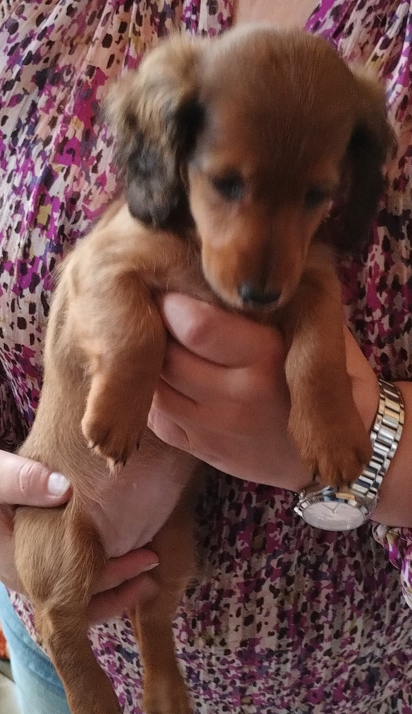 Von lawranshome - Chiots disponibles - Teckel poil long
